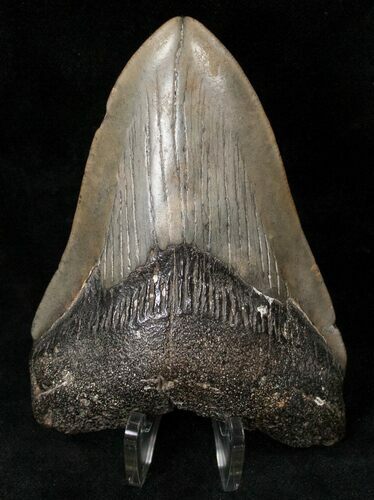 Bargain Megalodon Tooth - South Carolina #14686